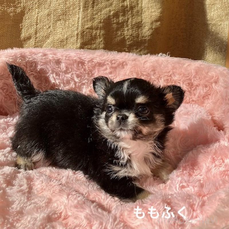 販売中の群馬県のチワワ(ロングコート)-423151の5枚目