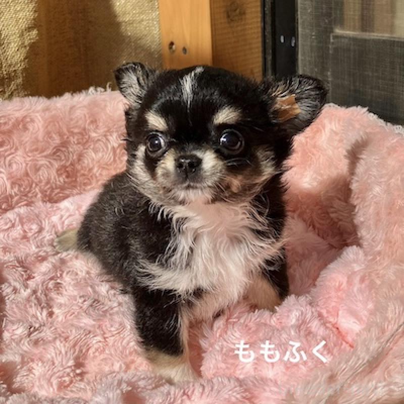 販売中の群馬県のチワワ(ロングコート)-423151の3枚目