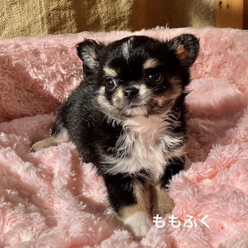 販売中の群馬県のチワワ(ロングコート)-423151の4枚目