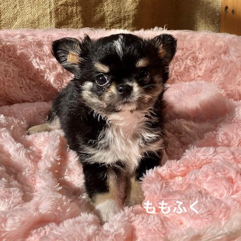 販売中の群馬県のチワワ(ロングコート)-423151の2枚目