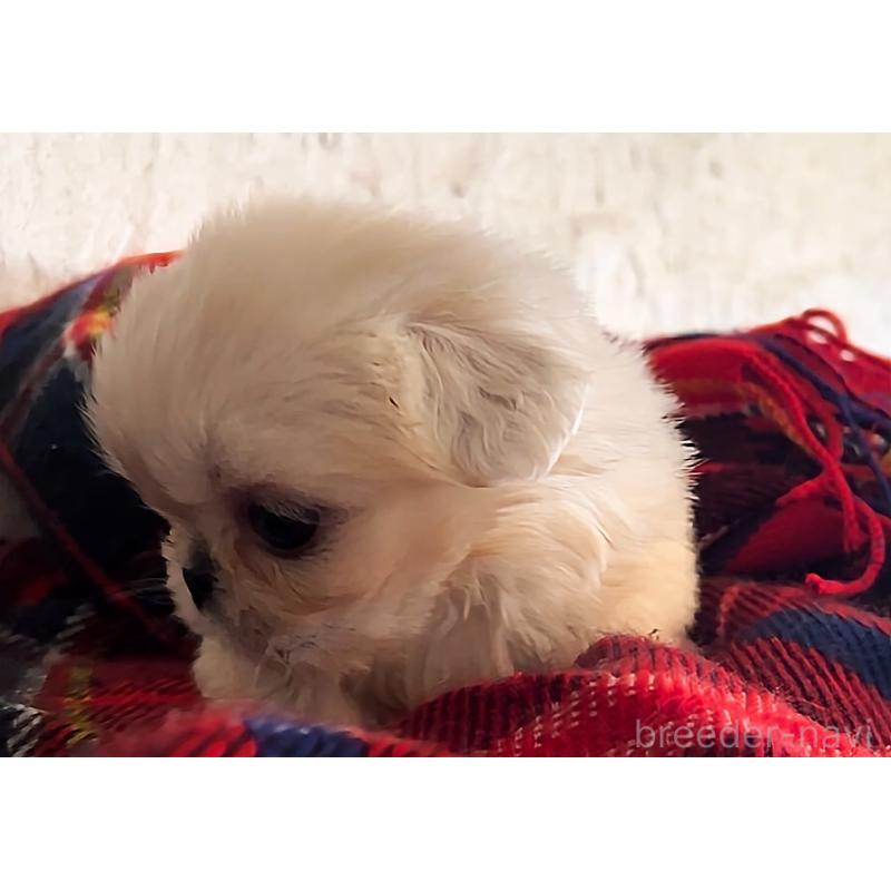 商談中の鹿児島県のペキニーズ-419041の4枚目