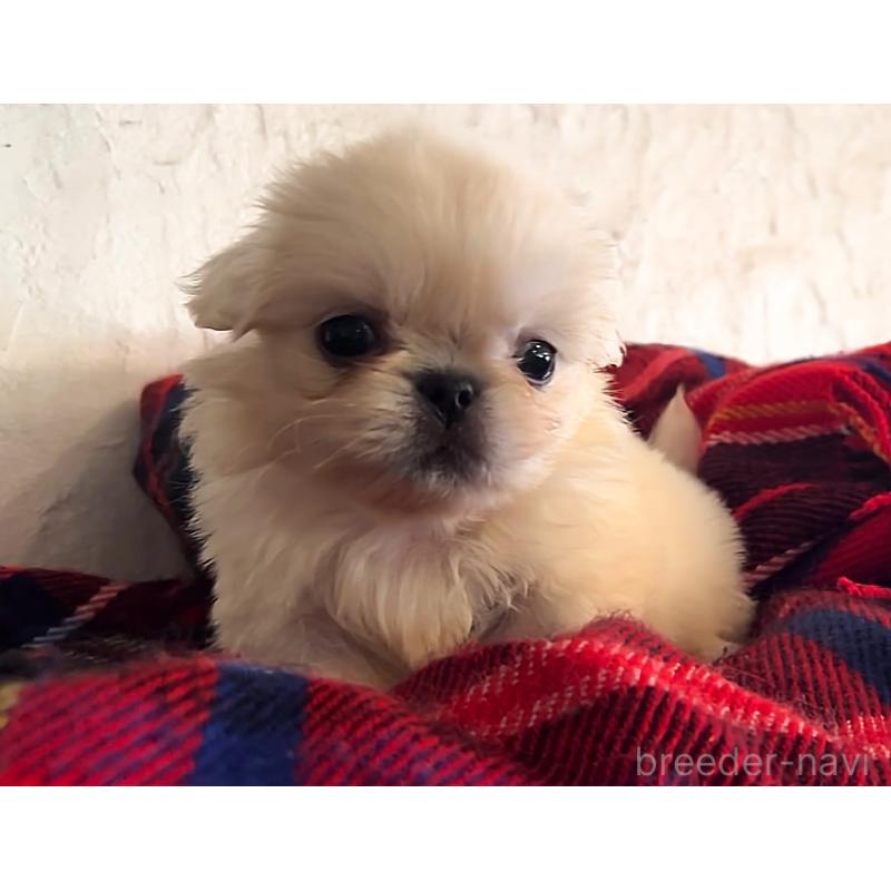 商談中の鹿児島県のペキニーズ-419041の2枚目