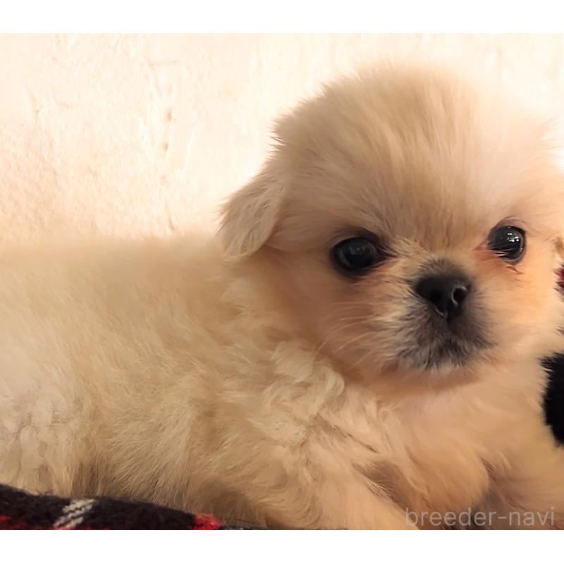 商談中の鹿児島県のペキニーズ-419037の3枚目