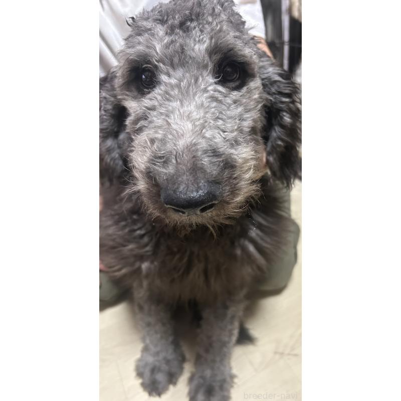 販売中の兵庫県のゴールデンドゥードル:ゴールデンレトリーバー×プードル-423154の1枚目