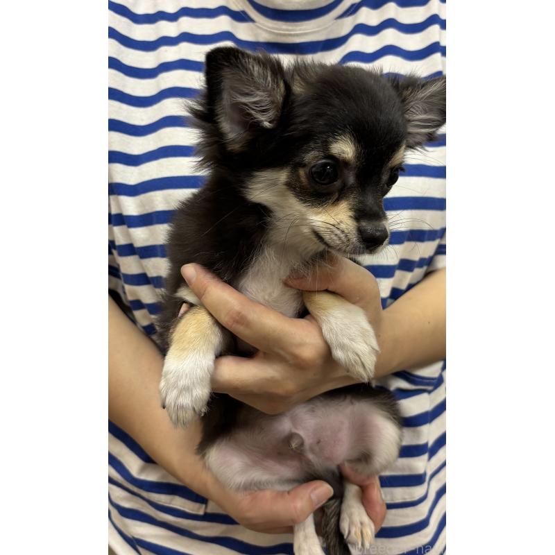 販売中の熊本県のチワワ(ロングコート)-410461の2枚目