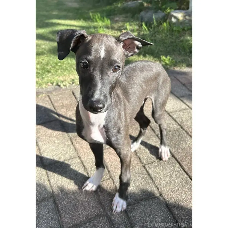 販売中の群馬県のイタリアングレーハウンド(イタグレ)-423158の3枚目