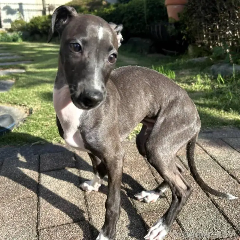 販売中の群馬県のイタリアングレーハウンド(イタグレ)-423158の1枚目