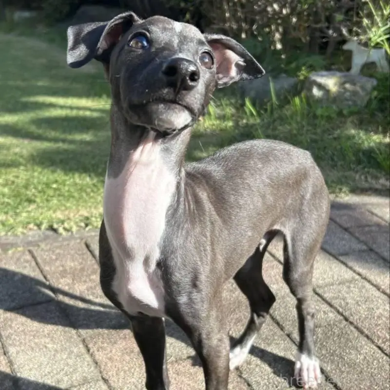 販売中の群馬県のイタリアングレーハウンド(イタグレ)-423158の2枚目
