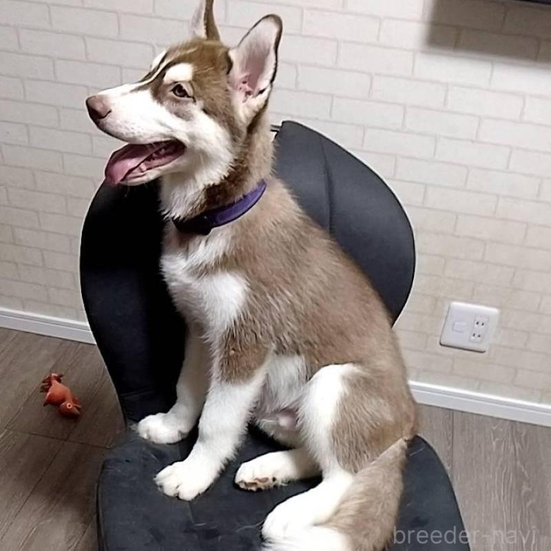 販売中の鳥取県のシベリアンハスキー-423160の2枚目