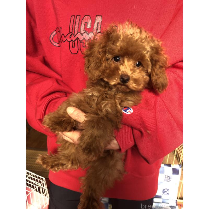 販売中の兵庫県のトイプードル-413436の8枚目