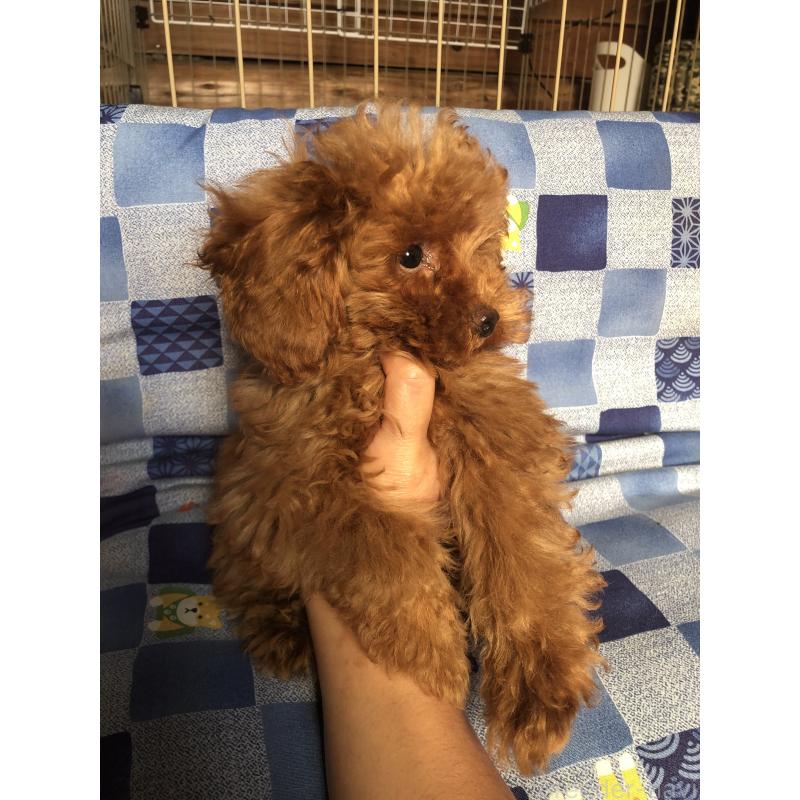 販売中の兵庫県のトイプードル-413436の7枚目