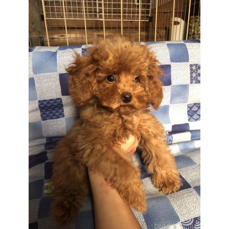 販売中の兵庫県のトイプードル-413436の6枚目