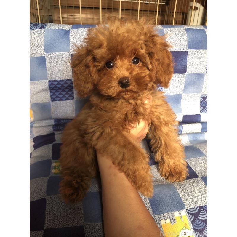 販売中の兵庫県のトイプードル-413436の5枚目