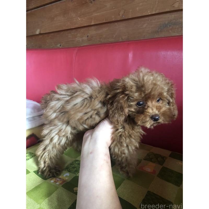 販売中の兵庫県のトイプードル-413436の4枚目