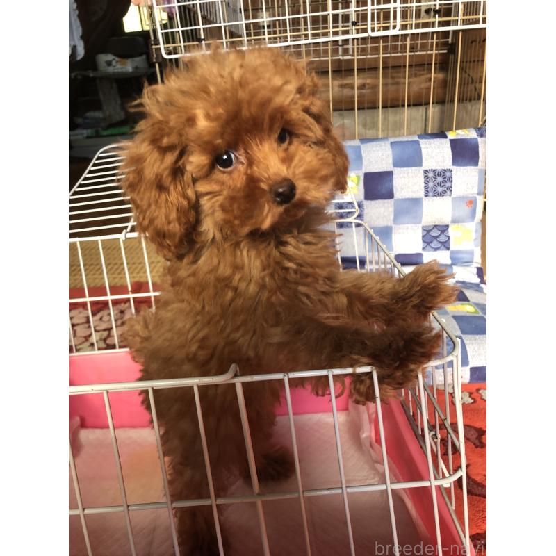 販売中の兵庫県のトイプードル-413436の3枚目