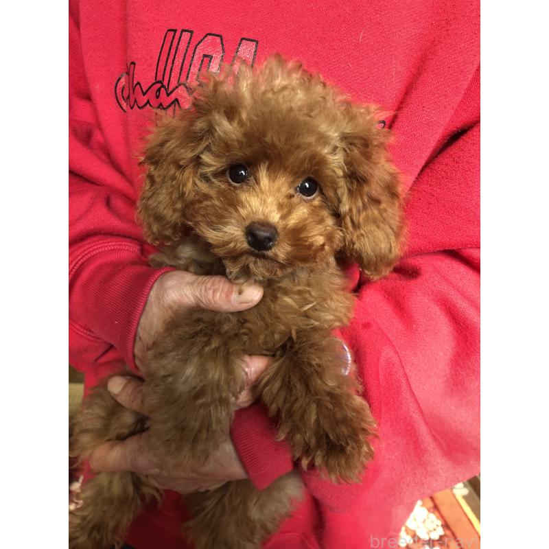 販売中の兵庫県のトイプードル-413436