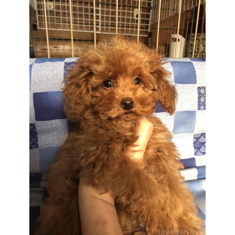 販売中の兵庫県のトイプードル-413436の2枚目