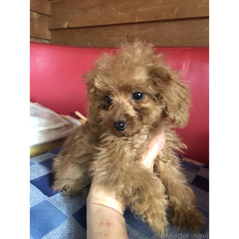 販売中の兵庫県のトイプードル-413437の10枚目