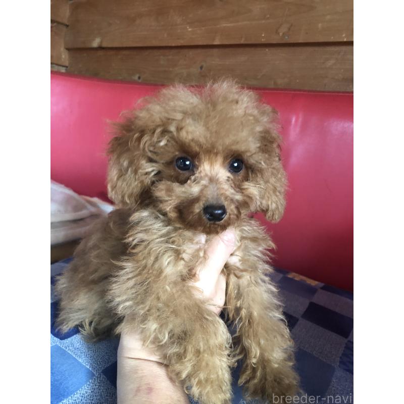 販売中の兵庫県のトイプードル-413437の9枚目