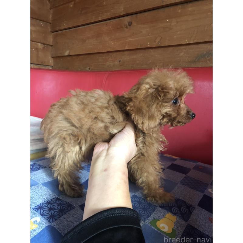 販売中の兵庫県のトイプードル-413437の8枚目