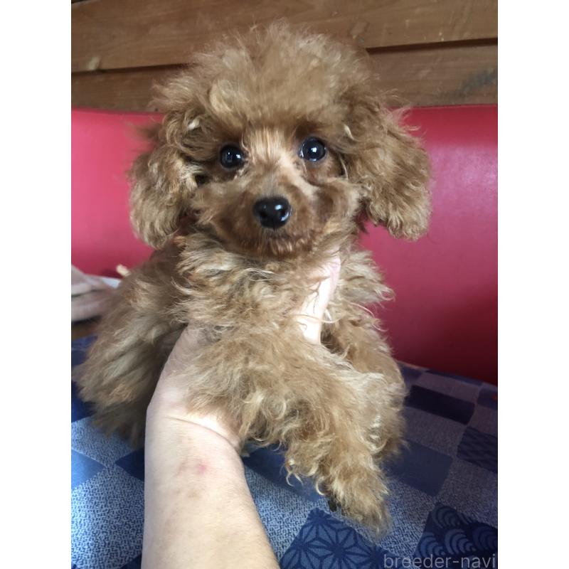 販売中の兵庫県のトイプードル-413437の7枚目