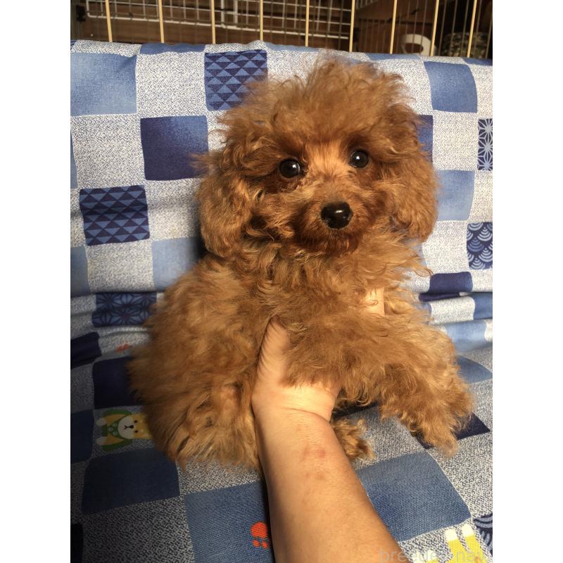 販売中の兵庫県のトイプードル-413437の6枚目