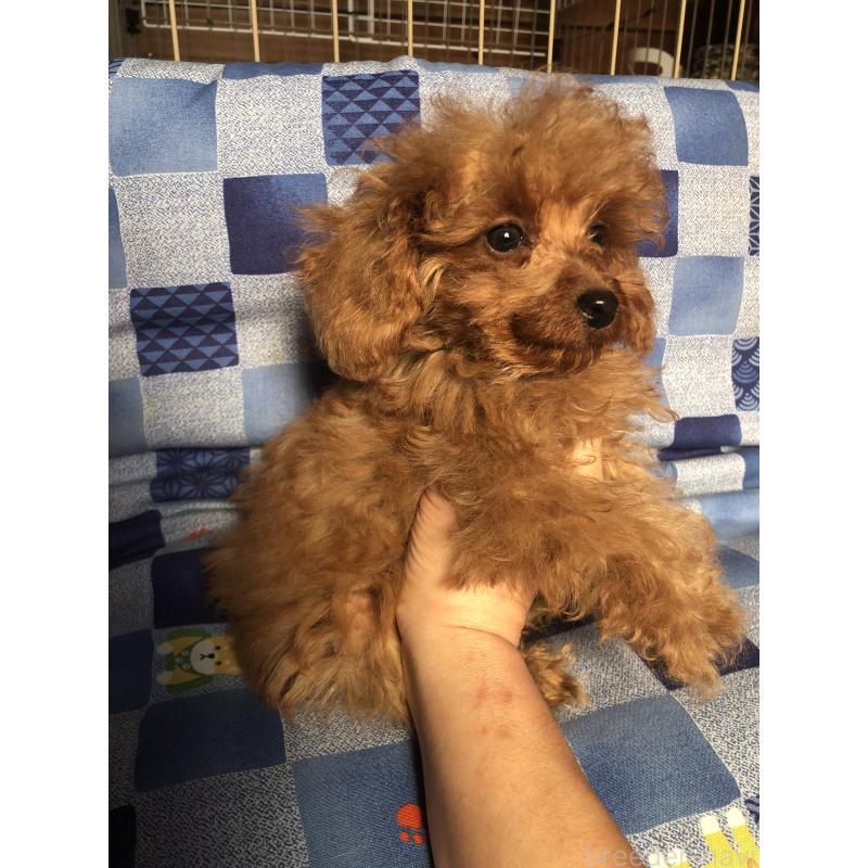 販売中の兵庫県のトイプードル-413437の5枚目