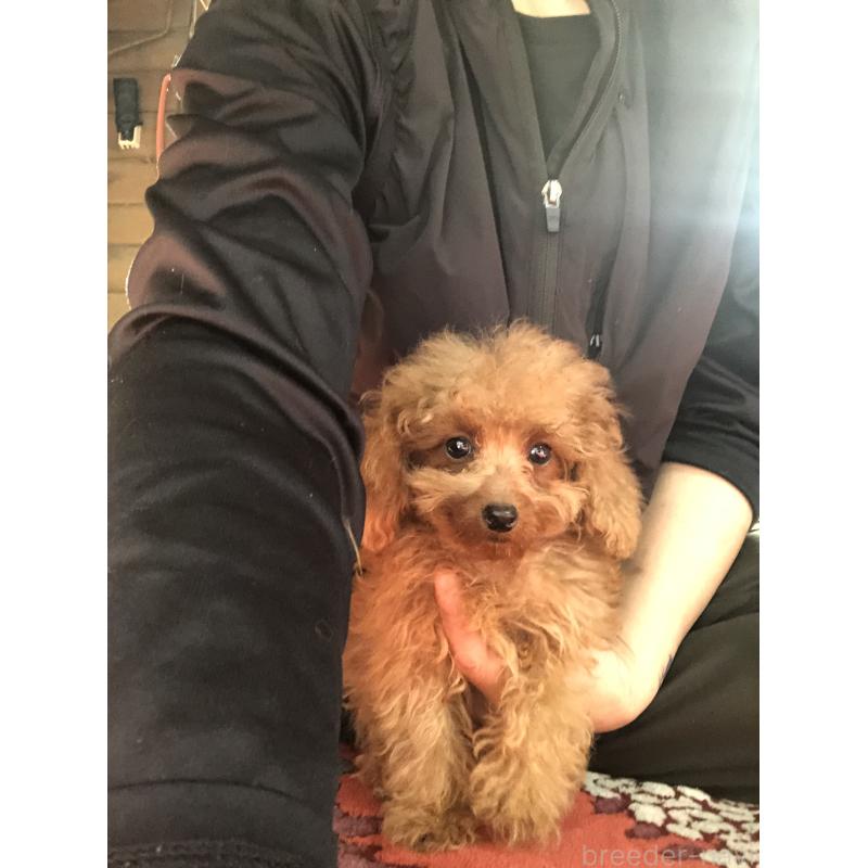 販売中の兵庫県のトイプードル-413437の4枚目