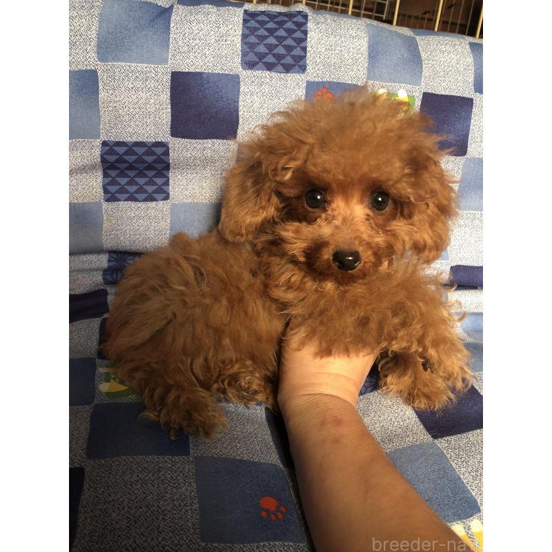 販売中の兵庫県のトイプードル-413437の3枚目