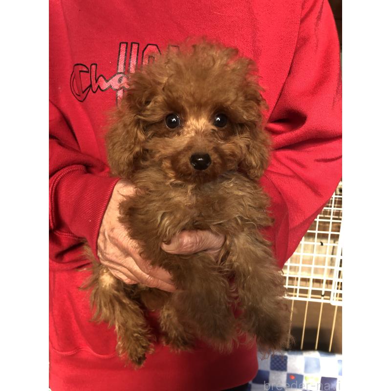 販売中の兵庫県のトイプードル-413437の2枚目