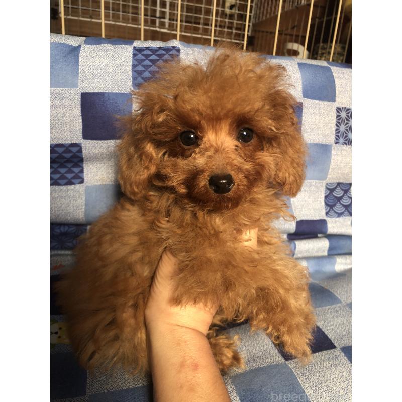 販売中の兵庫県のトイプードル-413437