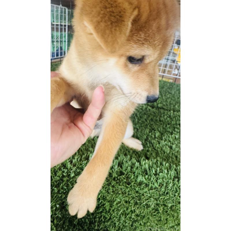 販売中の茨城県の豆柴-415286の4枚目