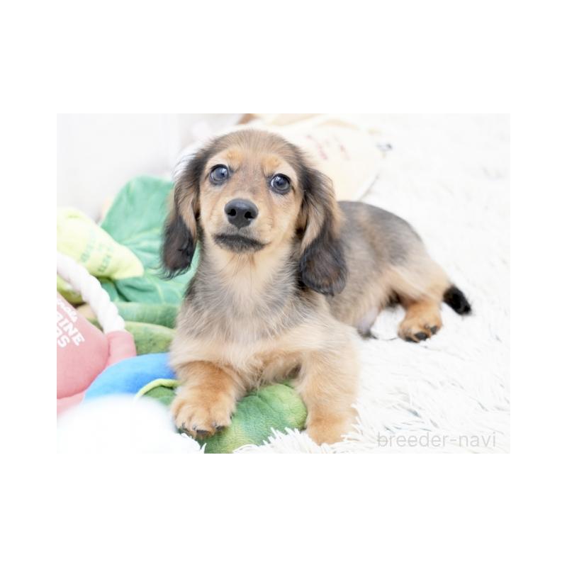 販売中の兵庫県のカニンヘンダックスフンド(ロングヘアード)-410532の5枚目