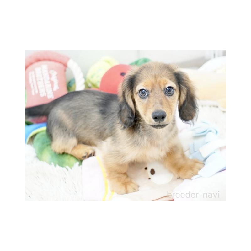 販売中の兵庫県のカニンヘンダックスフンド(ロングヘアード)-410532の4枚目