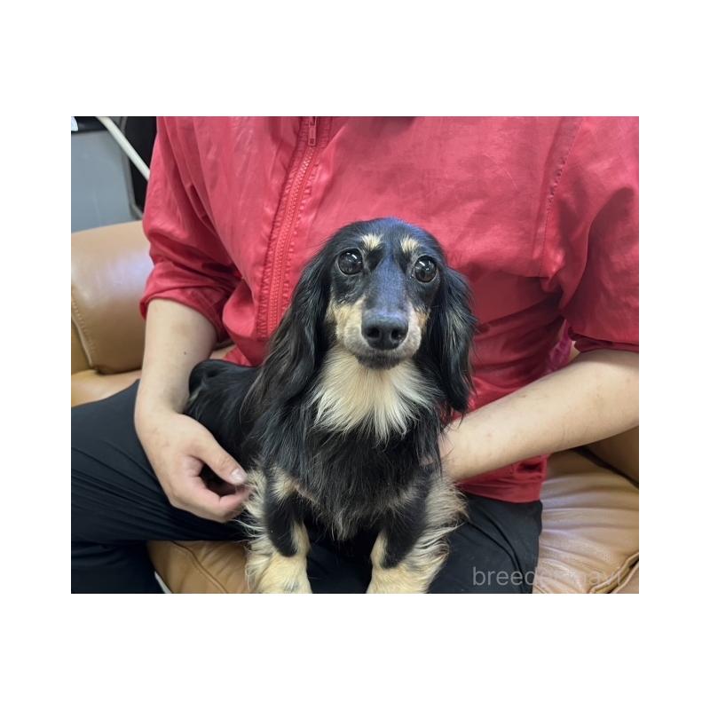 販売中の兵庫県のカニンヘンダックスフンド(ロングヘアード)-410532の3枚目