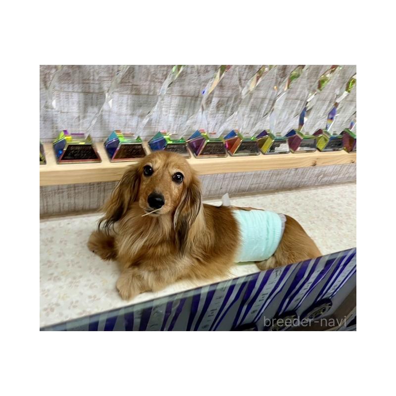 販売中の兵庫県のカニンヘンダックスフンド(ロングヘアード)-410532の2枚目