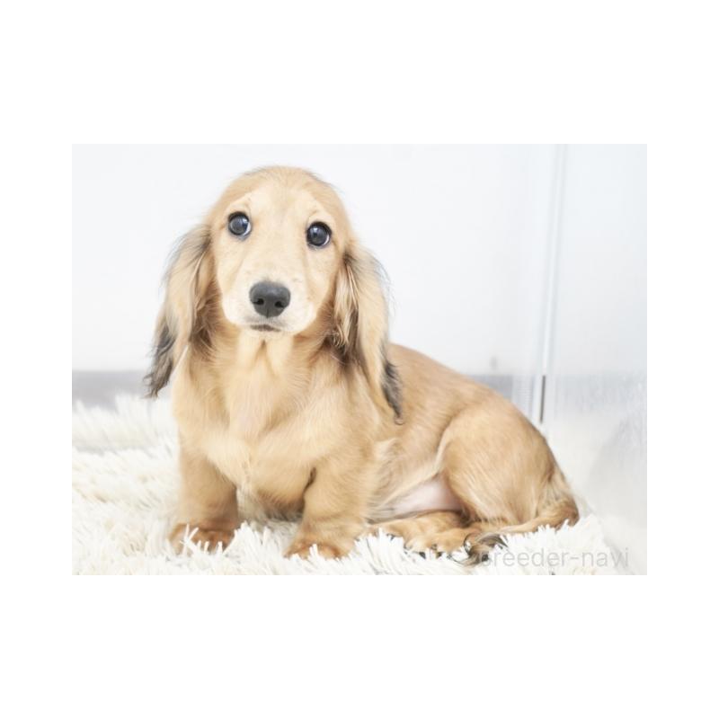 成約済の兵庫県のミニチュアダックスフンド(ロングヘアード)-407083の3枚目