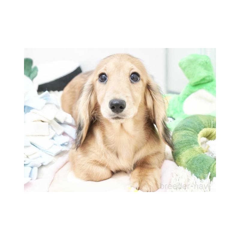 成約済の兵庫県のミニチュアダックスフンド(ロングヘアード)-407083の2枚目