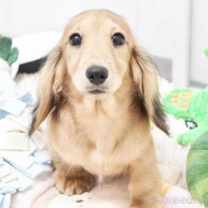 販売中の兵庫県のミニチュアダックスフンド(ロングヘアード)-407083