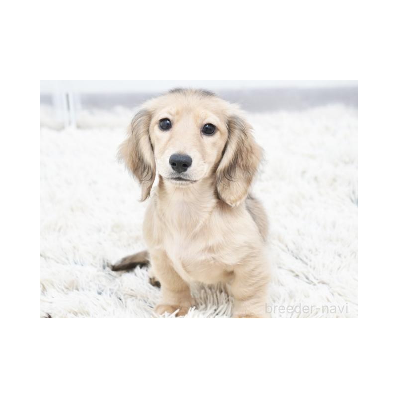 販売中の兵庫県のカニンヘンダックスフンド(ロングヘアード)-410526の2枚目