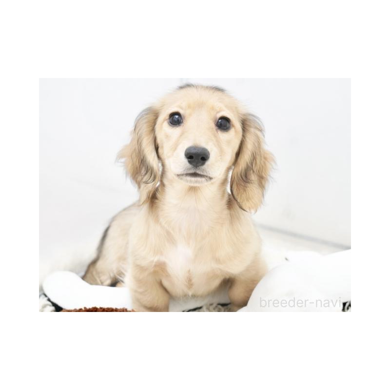 販売中の兵庫県のカニンヘンダックスフンド(ロングヘアード)-410526の3枚目