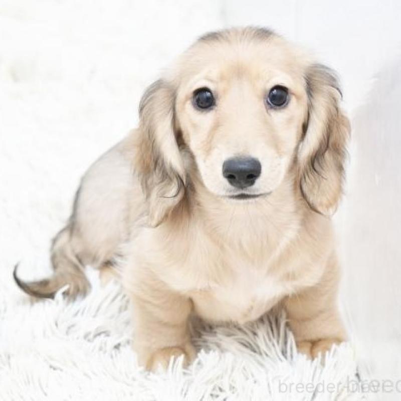 販売中の兵庫県のカニンヘンダックスフンド(ロングヘアード)-410526の1枚目