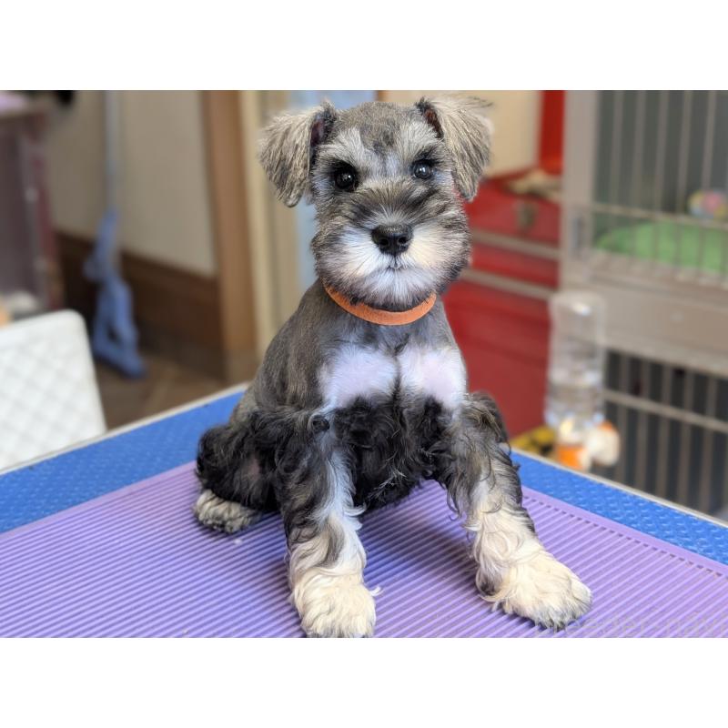 成約済の千葉県のミニチュアシュナウザー-412067の3枚目