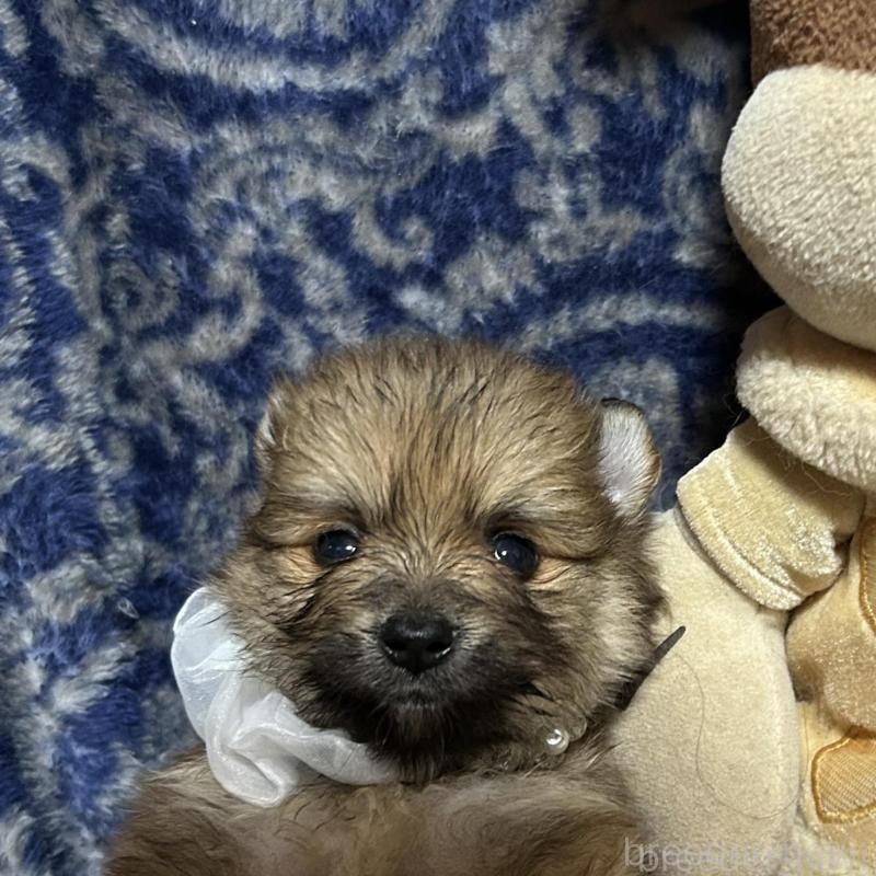 販売中の福岡県のポメラニアン-423163の7枚目