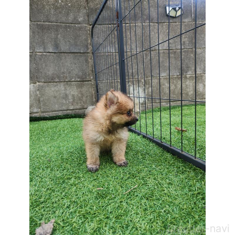 販売中の福岡県のポメラニアン-423163の6枚目