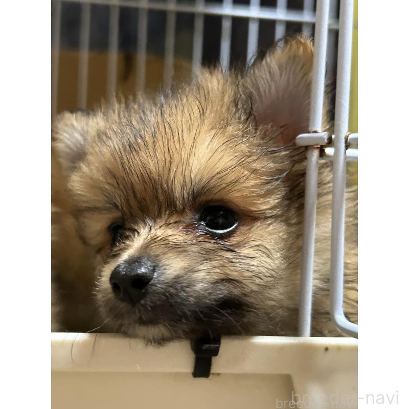 販売中の福岡県のポメラニアン-423163の4枚目