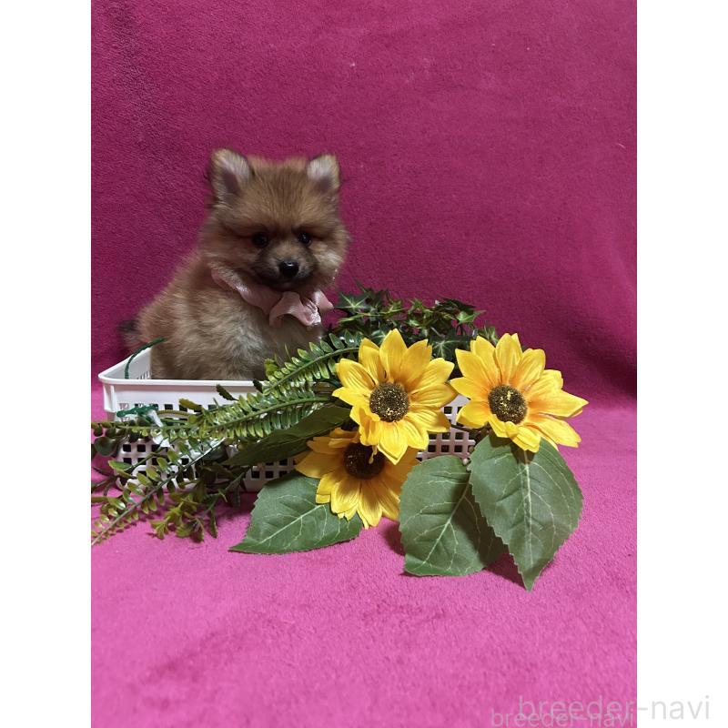 販売中の福岡県のポメラニアン-423163の2枚目