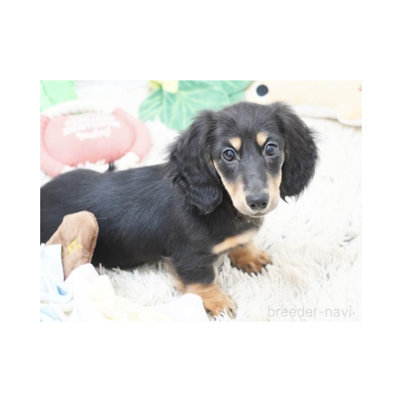 販売中の兵庫県のミニチュアダックスフンド(ロングヘアード)-411756の3枚目