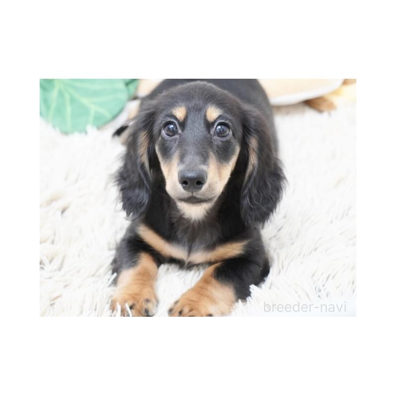 販売中の兵庫県のミニチュアダックスフンド(ロングヘアード)-411756の2枚目