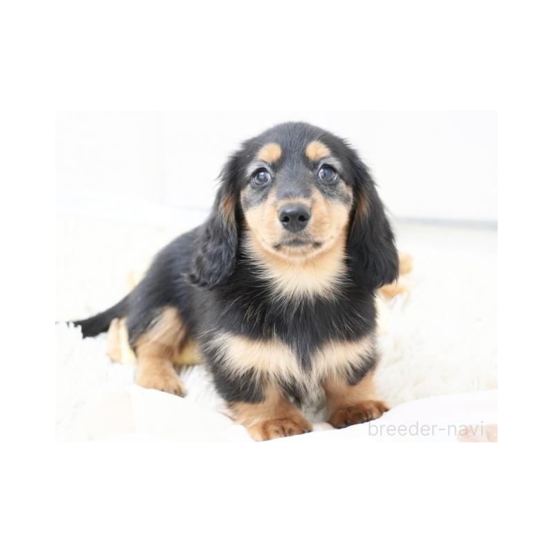 販売中の兵庫県のミニチュアダックスフンド(ロングヘアード)-415998の3枚目